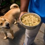 Farmer Dogs Food