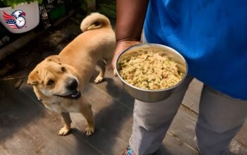 Farmer Dogs Food